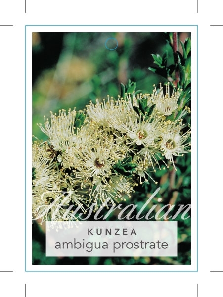 Picture of KUNZEA AMBIGUA PROSTRATE FORM                                                                                                                         