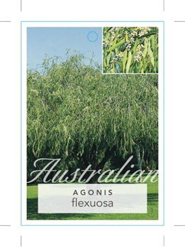 Picture of AGONIS FLEXUOSA WILLOW MYRTLE OR PEPPERMINT TREE                                                                                                      