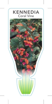 Picture of KENNEDIA COCCINEA CORAL VINE                                                                                                                          