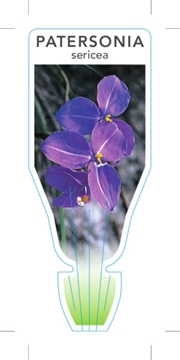 Picture of PATERSONIA SERICEA SILKY PURPLE FLAG                                                                                                                  