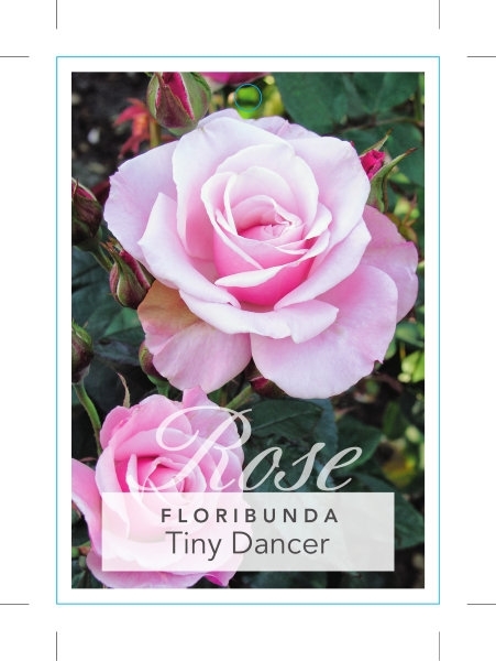 Picture of ROSE TINY DANCER (FL)                                                                                                                                 