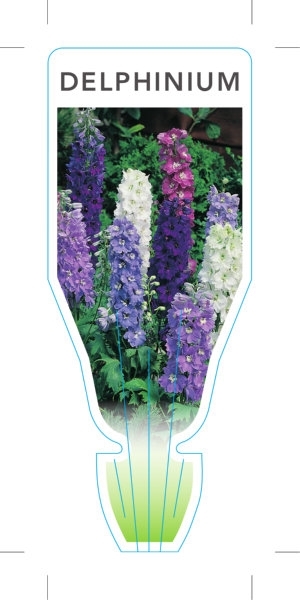 Picture of DELPHINIUM DWARF                                                                                                                                      