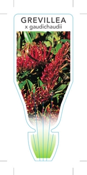 Picture of GREVILLEA X GAUDICHAUDII                                                                                                                              