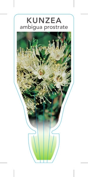 Picture of KUNZEA AMBIGUA PROSTRATE FORM                                                                                                                         