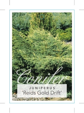 Picture of JUNIPERUS X MEDIA REIDS GOLD DRIFT                                                                                                                    