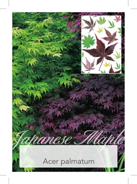Picture of ACER PALMATUM VARIETY (UNNAMED) Jumbo Tag                                                                                                             