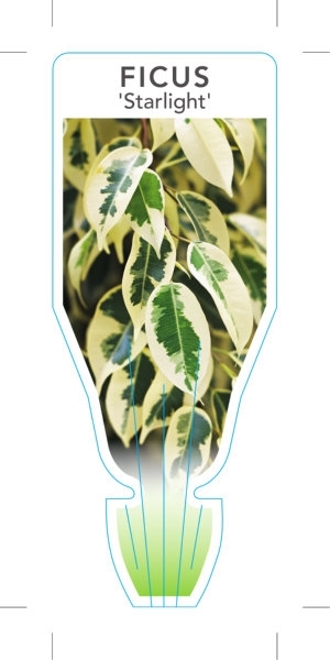 Picture of HOUSEPLANT FICUS BENJAMINA STARLIGHT VARIEGATED WEEPING                                                                                               