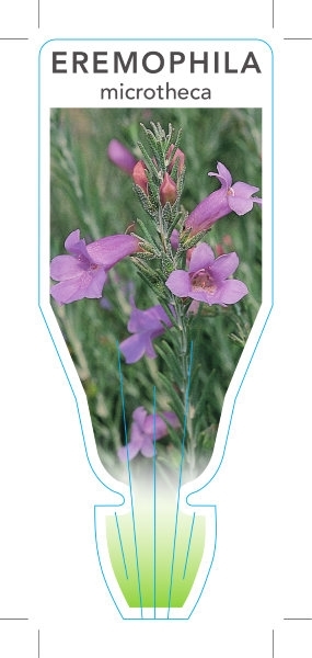 Picture of EREMOPHILA MICROTHECA                                                                                                                                 
