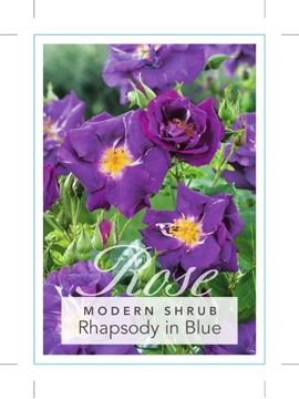 Picture of ROSE RHAPSODY IN BLUE (SHRUB)                                                                                                                         