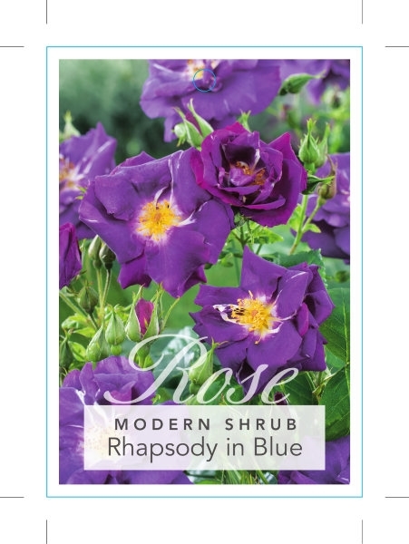Picture of ROSE RHAPSODY IN BLUE (SHRUB)                                                                                                                         