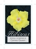 Picture of HIBISCUS CAMEO QUEEN                                                                                                                                  