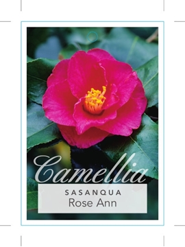 Picture of CAMELLIA SASANQUA ROSE ANN                                                                                                                            