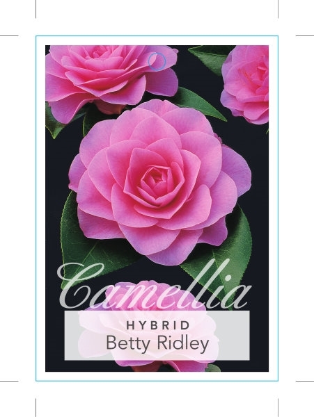 Picture of CAMELLIA HYBRID BETTY RIDLEY                                                                                                                          