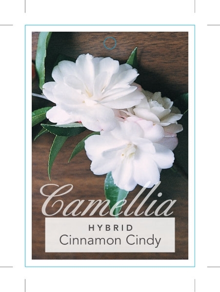 Picture of CAMELLIA HYBRID CINNAMON CINDY                                                                                                                        