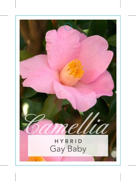 Picture of CAMELLIA HYBRID GAY BABY                                                                                                                              