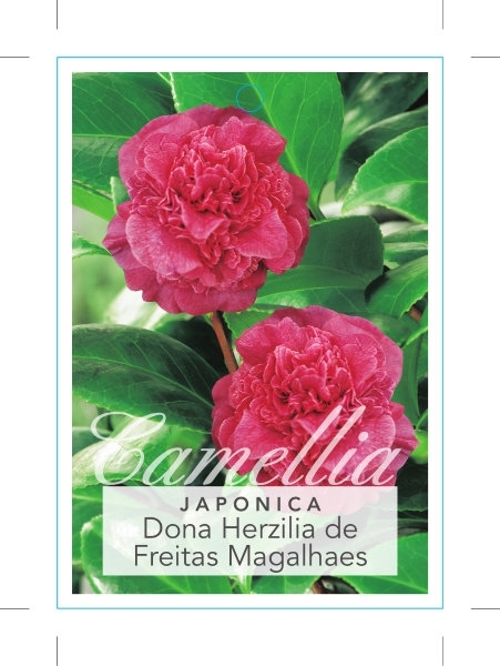 Picture of CAMELLIA DONA HERZILIA DE FREITAS MAGALHAES                                                                                                           