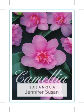 Picture of CAMELLIA SASANQUA JENNIFER SUSAN                                                                                                                      