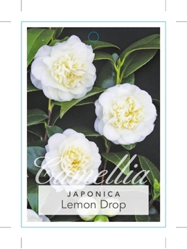 Picture of CAMELLIA JAPONICA LEMON DROP                                                                                                                          