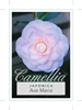 Picture of CAMELLIA JAPONICA AVE MARIA                                                                                                                           