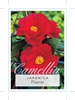 Picture of CAMELLIA JAPONICA FLAME                                                                                                                               