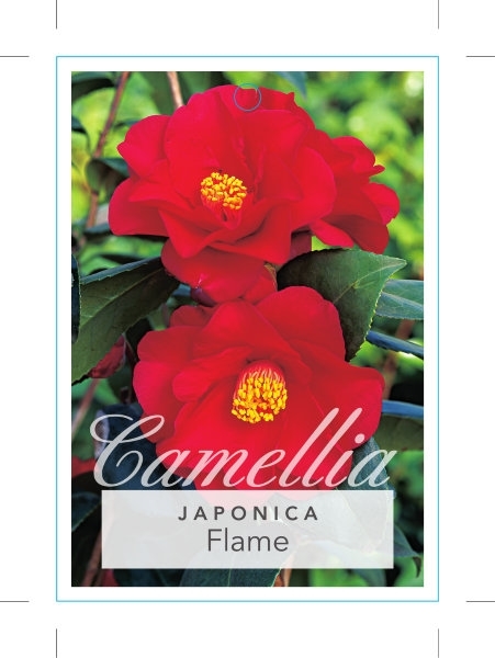 Picture of CAMELLIA JAPONICA FLAME                                                                                                                               