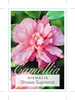 Picture of CAMELLIA HIEMALIS SHOWA SUPREME                                                                                                                       