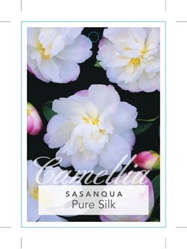 Picture of CAMELLIA SASANQUA PURE SILK                                                                                                                           