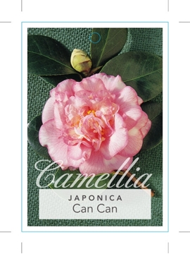 Picture of CAMELLIA JAPONICA CAN CAN                                                                                                                             