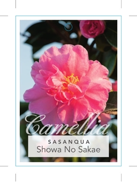 Picture of CAMELLIA HIEMALIS SHOWA-NO-SAKAE                                                                                                                      