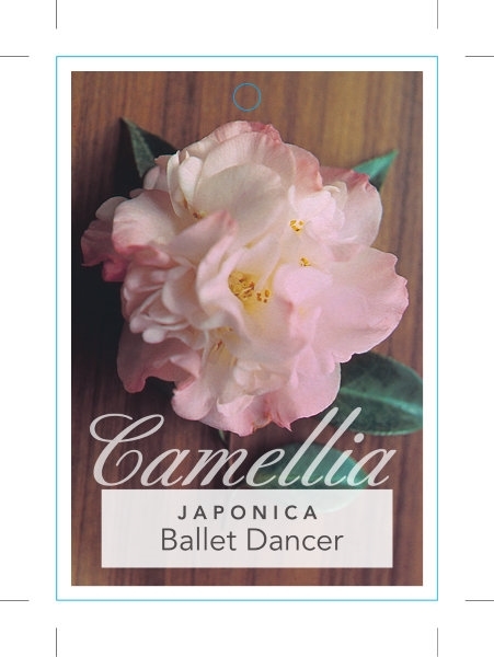 Picture of CAMELLIA JAPONICA BALLET DANCER                                                                                                                       