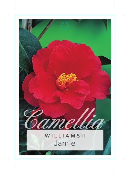 Picture of CAMELLIA WILLIAMSII JAMIE                                                                                                                             