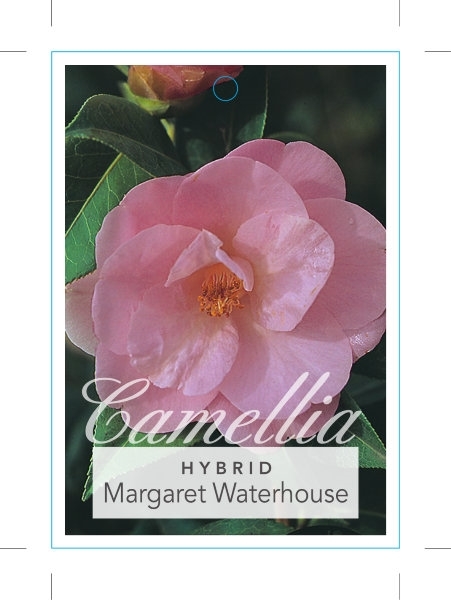 Picture of CAMELLIA HYBRID MARGARET WATERHOUSE                                                                                                                   