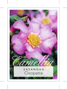 Picture of CAMELLIA SASANQUA CLEOPATRA                                                                                                                           