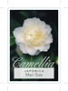 Picture of CAMELLIA JAPONICA MAN SIZE                                                                                                                            
