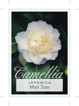 Picture of CAMELLIA JAPONICA MAN SIZE                                                                                                                            