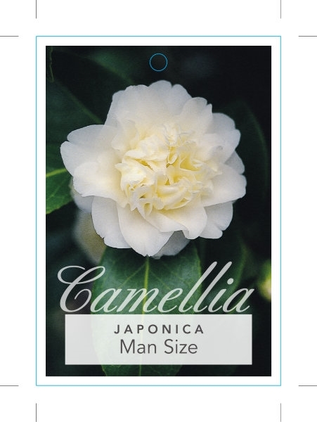 Picture of CAMELLIA JAPONICA MAN SIZE                                                                                                                            