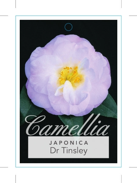 Picture of CAMELLIA JAPONICA DR TINSLEY                                                                                                                          