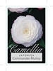Picture of CAMELLIA JAPONICA COMMANDER MULROY                                                                                                                    