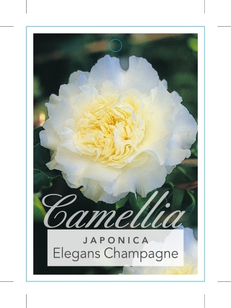 Picture of CAMELLIA JAPONICA ELEGANS CHAMPAGNE                                                                                                                   
