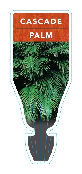 Picture of Cascade Palm                                                                                                                                          