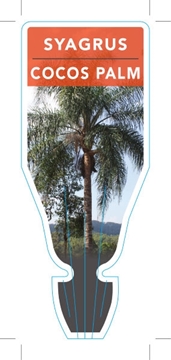 Picture of Cocos Palm                                                                                                                                            