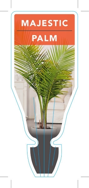 Picture of Majestic Palm - Ravenea rivularis                                                                                                                     