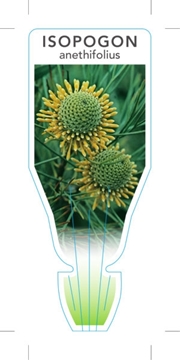 Picture of ISOPOGON ANETHIFOLIUS NARROW LEAF DRUMSTICKS                                                                                                          