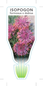 Picture of ISOPOGON FORMOSUS X DUBIUS                                                                                                                            