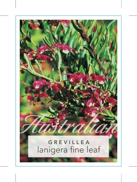 Picture of GREVILLEA LANIGERA FINE LEAF FORM                                                                                                                     