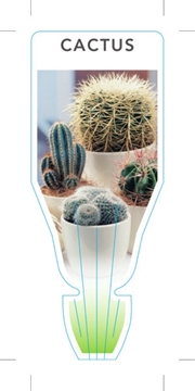 Picture of CACTUS - MIXED PICTURE (UNNAMED VARIETY)                                                                                                              