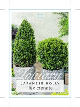 Picture of ILEX CRENATA JAPANESE HOLLY                                                                                                                           