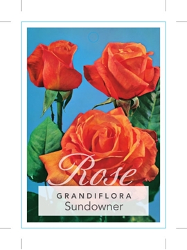 Picture of ROSE SUNDOWNER (GRANDIFLORA)                                                                                                                          