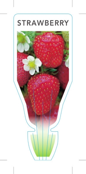 Picture of FRUIT STRAWBERRY (Fragaria ananassa)                                                                                                                  