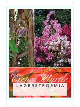 Picture of LAGERSTROEMIA INDICA CREPE MYRTLE (TICK BOX)                                                                                                          